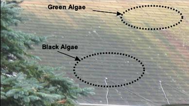 Can You Identify What’s Growing on Your Roof? 1 Algae Growth