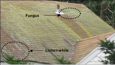 Can You Identify What’s Growing on Your Roof? 2 Algae, Lichen, Fungus