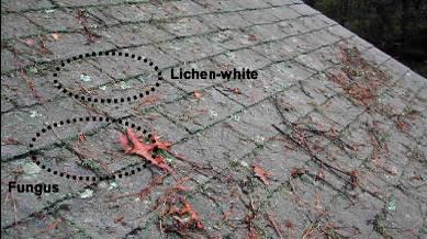 Can You Identify What’s Growing on Your Roof? 4 LICHEN & FUNGUS GROWTH