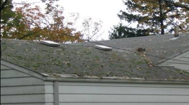 Can You Identify What’s Growing on Your Roof? 5 MOSS